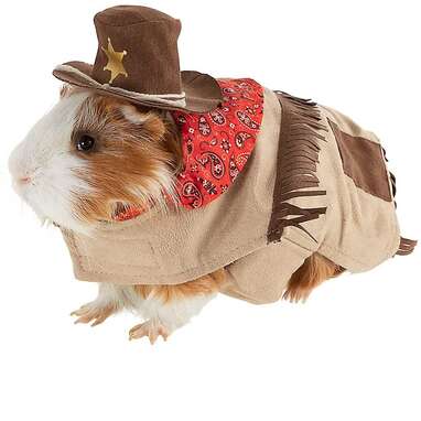 Guinea pig outfit Outlet